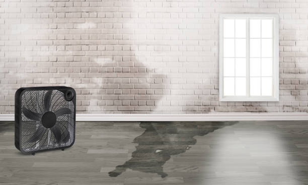 Best Flood damage cleanup  in Penryn, CA